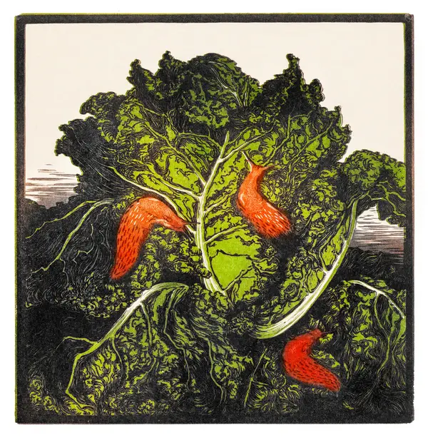 Three Slugs On Cabbage Art Print — Memocult
