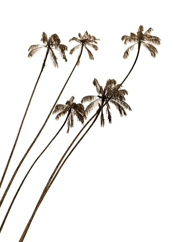 Tall Palm Trees Against White Wall Art — Memocult