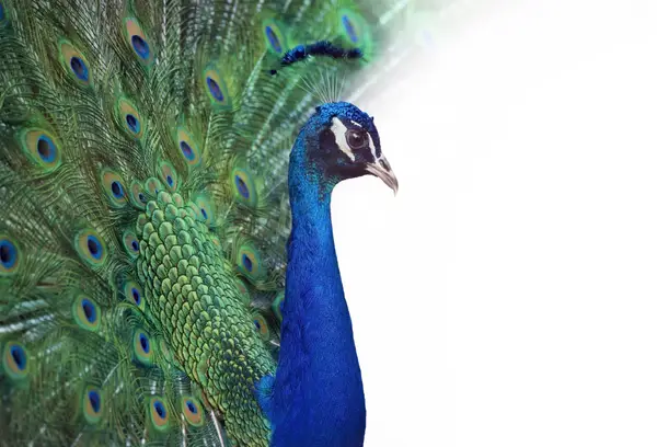 Peacock Fanned Train Wall Art — Memocult